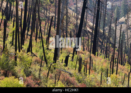 Dense regrowth of shrubs growing after a forest fire in the Camas Creek Canyon in Eastern Oregon. Stock Photo