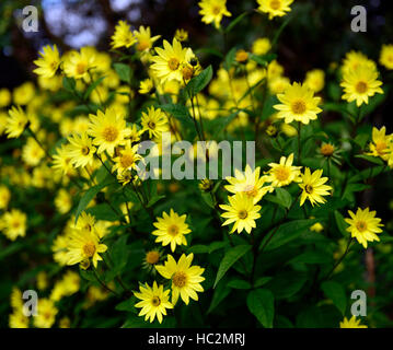 helianthus lemon queen yellow flowers flower autumn flowering sunflower tall herbaceous perennial RM floral Stock Photo