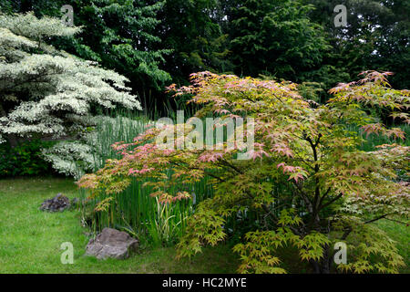 acer palmatum cornus controversa variegata wedding cake tree mix mixed planting scheme garden trees RM floral Stock Photo