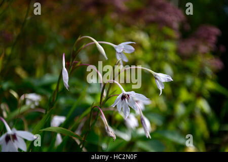 Gladiolus callianthus Acidanthera bicolor var murieliae summer white flower flowers flowering tender RM Floral Stock Photo