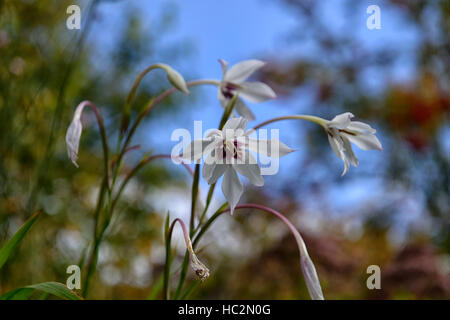 Gladiolus callianthus Acidanthera bicolor var murieliae blue sky skies summer white flower flowers flowering tender RM Floral Stock Photo