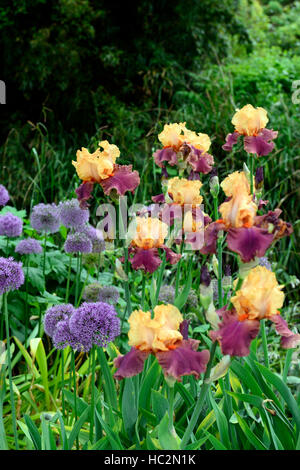 allium aflatunense purple sensation bearded iris purple orange perennial combination mixed planting RM Floral Stock Photo