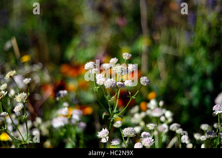 astrantia major alba white flower flowers flowering autumn mix mixed planting scheme RM Floral Stock Photo