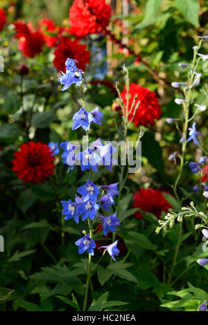 blue delphinium red ball dahlia perennial summer plan planting scheme rebloom reblooming second flush RM Floral Stock Photo