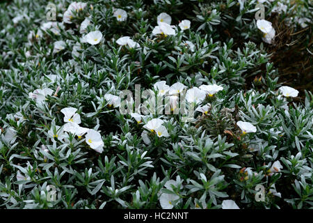 convolvulus cneorum white flower flowers ornamental bindweed silver foliage drought tolerant plant garden shrub RM Floral Stock Photo