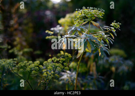 euphorbia foliage leaves autumn fall dew cover covered change changing colour color autumn autumnal RM Floral Stock Photo