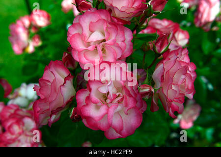 floribunda rose rosa hannah gordon floribunda roses pink white flowers flower flowering shrub perennial RM Floral Stock Photo