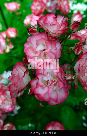 floribunda rose rosa hannah gordon floribunda roses pink white flowers flower flowering shrub perennial RM Floral Stock Photo