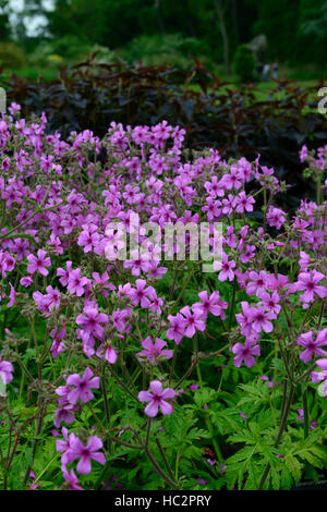 geranium maderense Madeira Cranesbill pink magenta plant plants flower flowers garden tender perennial RM Floral Stock Photo