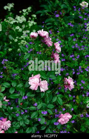 geranium pyrenaicum bill wallis rosa chinensis cv old blush rose combination planting scheme pink blue flowers flower RM Floral Stock Photo