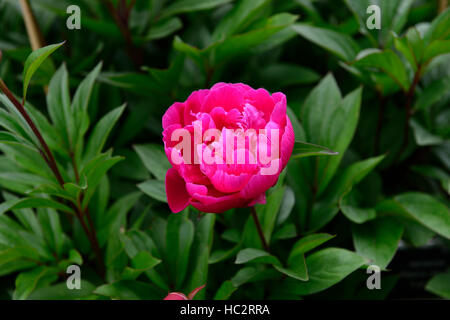 paeonia officinalis rubra plena peony peonies pink flower flowers flowering perennial bed border RM Floral Stock Photo