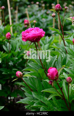 paeonia officinalis rubra plena peony peonies pink flower flowers flowering perennial bed border RM Floral Stock Photo