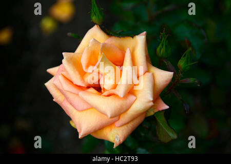 rosa dawn chorus rose roses orange hybrid tea flower flowers flowering scent scented fragrant fragrance RM Floral Stock Photo