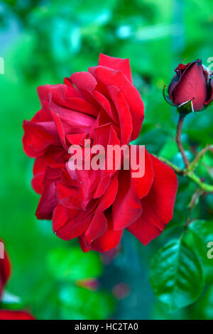 rosa dublin bay macdub red rose roses climbing climber flower flowering flowers fragrant scented RM Floral Stock Photo
