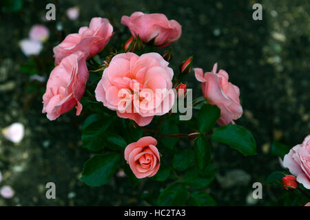 rosa fascination poulmax rose flower pink flowering flowers fragrant scented floribunda shrub shrubs RM Floral Stock Photo