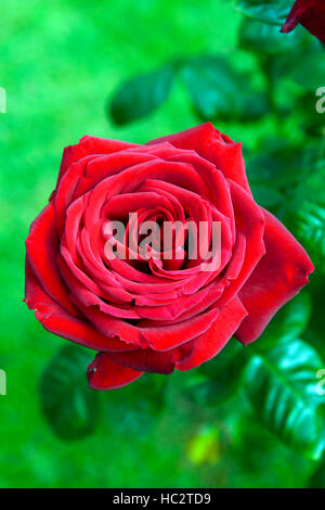 rosa loving memory korgund crimson scarlet hybrid tea rose roses flowering double flower flowers fragrant scented RM Floral Stock Photo