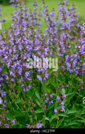 salvia officinalis common sage sages herb herbaceous herbal herbs perennial blue purple salvias shrub shrubs evergreen RM Floral Stock Photo