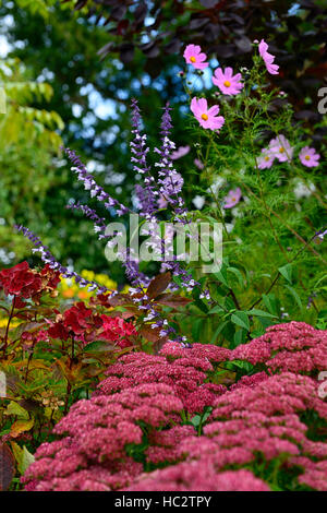 salvia phyllis fancy sage sages purple white cream pink cosmos flowers flower flowering mixed combination planting RM Floral Stock Photo