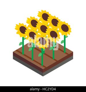 Sunflower field isometric 3d icon Stock Vector