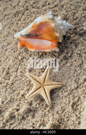 Starfish and conch on sand Stock Photo