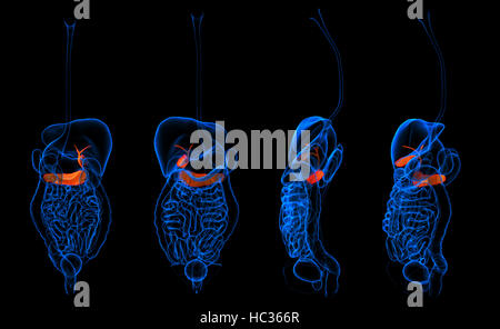 3d rendering  human digestive system pancreas red colored Stock Photo