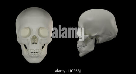 3d render of the Human Skull Stock Photo
