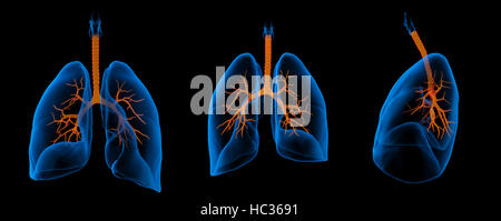 3D medical illustration - lungs with visible bronchi Stock Photo