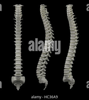 3d rendered of illustration - human spine Stock Photo