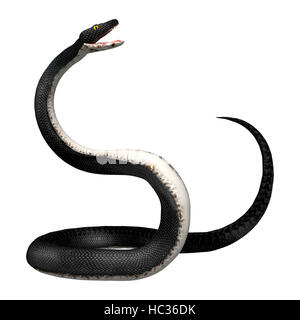 3D rendering of a southern black racer snake isolated on white background Stock Photo