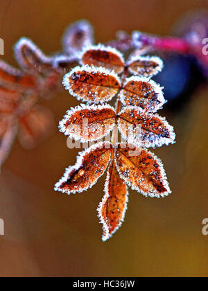 Frozen diamond like crystalised yellow leaves in park land Stock Photo ...