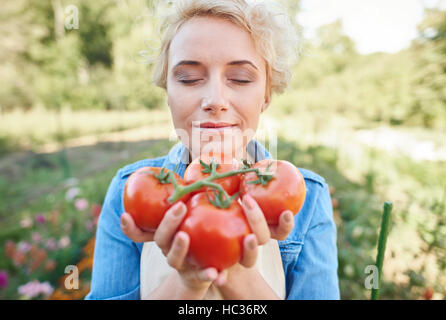 Fresh tomatoes right from the field Stock Photo