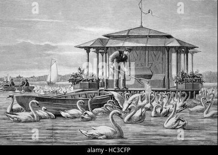 Man feeding swans, here at the Aussenalster in Hamburg, Germany, historical illustration, woodcut, 1890 Stock Photo
