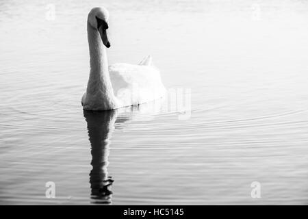 Swan reflected in the water, Black and white. Stock Photo
