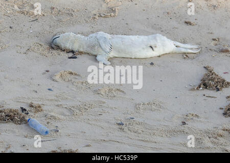 Dead seal pup highlighting the dangers of Litter on beaches to wildlife by plastic bottle discarded on the Beach in Norfolk Stock Photo