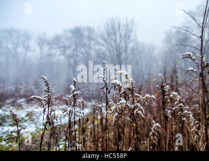 yellow blades of grass covered in snow on a foggy day in late autumn closeup Stock Photo