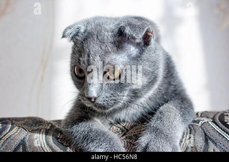 lop-eared gray cat lying on the sofa closeup Stock Photo