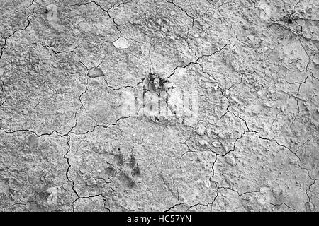 Dog footprints in arid land, animals and nature Stock Photo