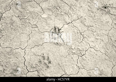 Dog footprints in arid land, animals and nature Stock Photo