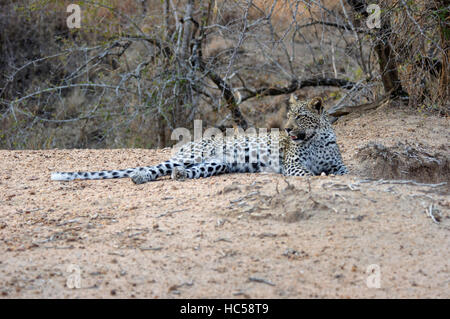 A young African leopard cub (Panthera pardus) relaxes on a sand bank, South Africa Stock Photo