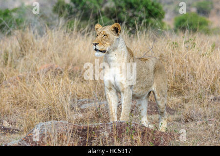 An African lioness (Panthera leo) stands on a rock to look out for prey on the savannah, South Africa Stock Photo