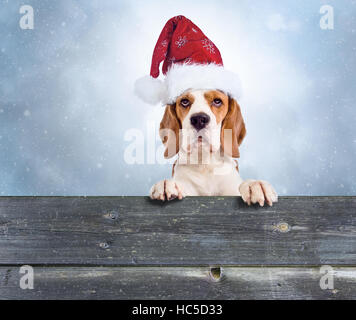 Beagle in Santa hat Stock Photo