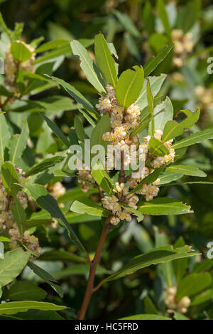 Lorbeerbaum, Lorbeer-Baum, Echter Lorbeer, Edel-Lorbeer, Lorbeerblatt, Lorbeerblätter, Laurus nobilis, Bay Tree, Sweet Bay Stock Photo