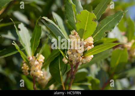 Lorbeerbaum, Lorbeer-Baum, Echter Lorbeer, Edel-Lorbeer, Lorbeerblatt, Lorbeerblätter, Laurus nobilis, Bay Tree, Sweet Bay Stock Photo