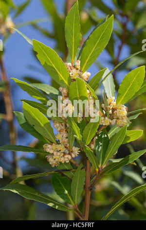 Lorbeerbaum, Lorbeer-Baum, Echter Lorbeer, Edel-Lorbeer, Lorbeerblatt, Lorbeerblätter, Laurus nobilis, Bay Tree, Sweet Bay Stock Photo