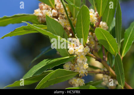 Lorbeerbaum, Lorbeer-Baum, Echter Lorbeer, Edel-Lorbeer, Lorbeerblatt, Lorbeerblätter, Laurus nobilis, Bay Tree, Sweet Bay Stock Photo