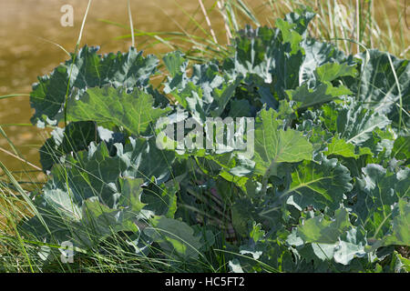 Sea Kale, Chou marin, Crambe, Küsten-Meerkohl, Meerkohl, Strandkohl ...