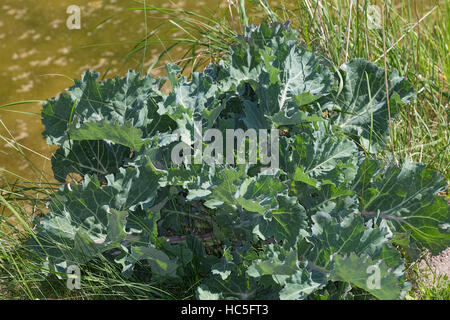 Sea Kale, Chou marin, Crambe, Küsten-Meerkohl, Meerkohl, Strandkohl ...