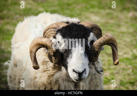 With thick woolly coat & curled horns, adult Swaledale sheep in farm field, is staring at camera (head & face close-up) - North Yorkshire England, UK. Stock Photo