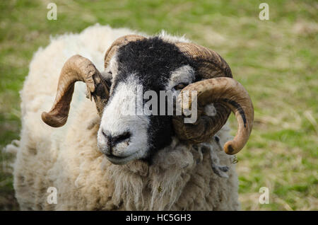 With thick woolly coat & curled horns, adult Swaledale sheep in farm field, is turning to left (head & face close-up) - North Yorkshire England, UK. Stock Photo