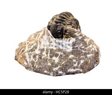 Curled up fossil Phacops trilobite Stock Photo - Alamy